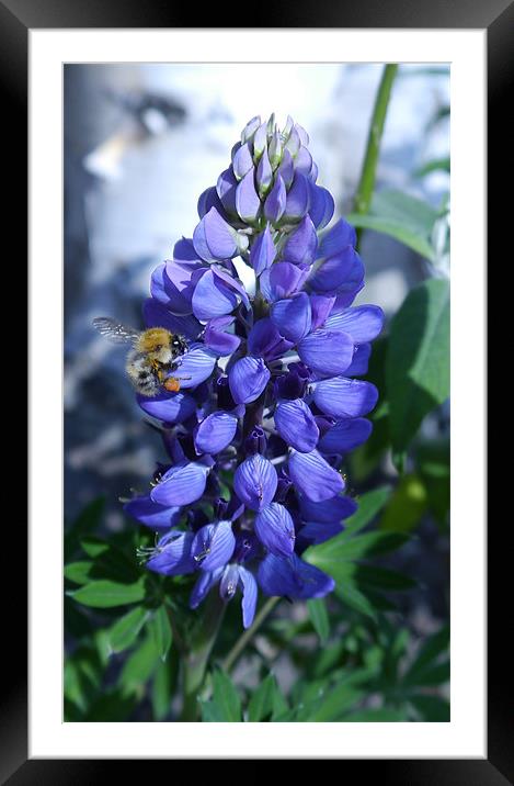Bumble Bee Framed Mounted Print by Susan Mundell