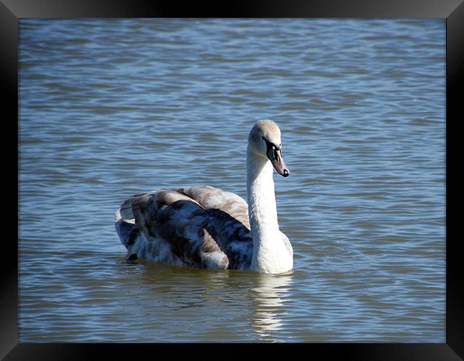 Cygnet Solo Framed Print by Susan Mundell