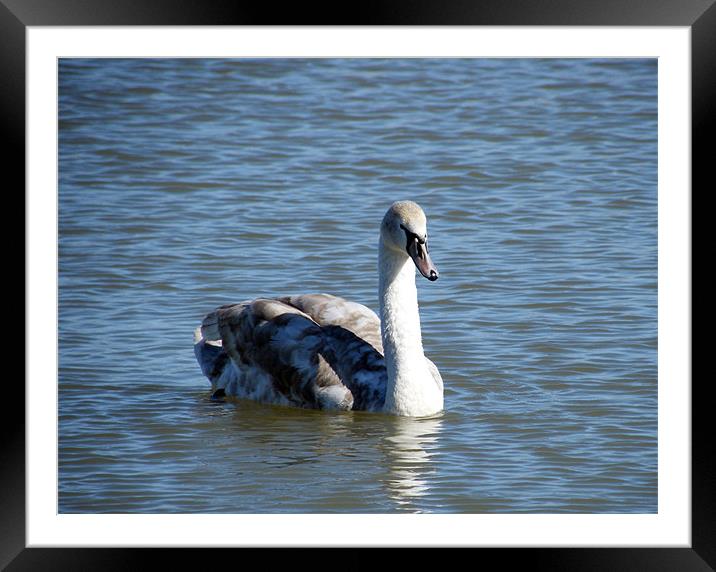 Cygnet Solo Framed Mounted Print by Susan Mundell