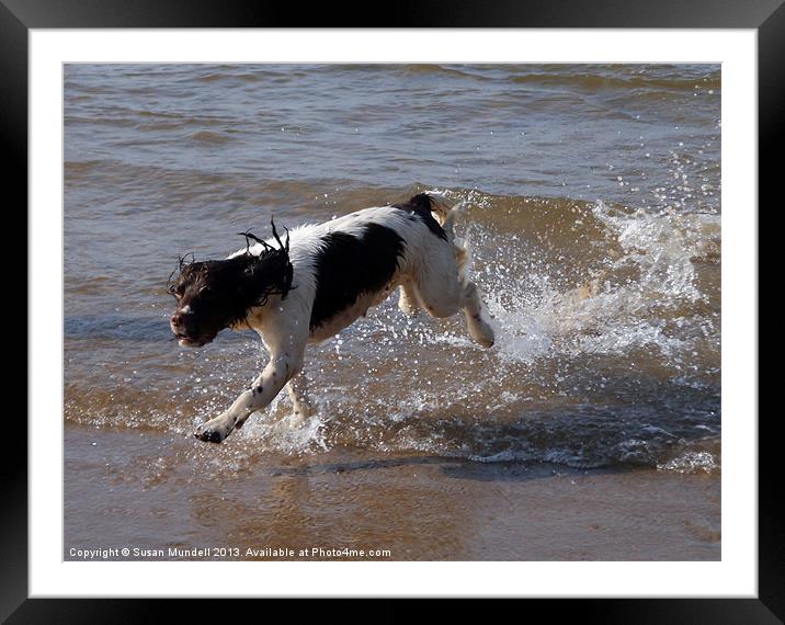 Doggy Paddle Framed Mounted Print by Susan Mundell