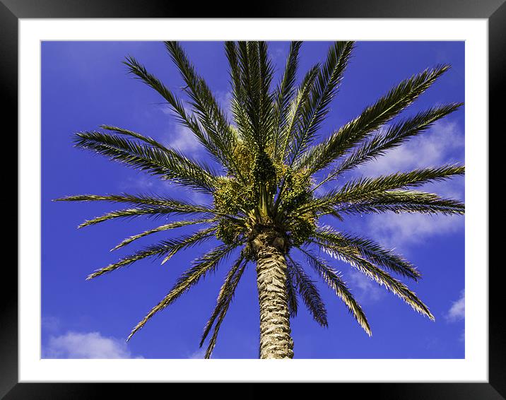 palm tree Framed Mounted Print by Robert Bennett
