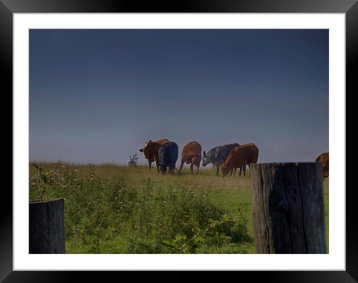 cows in a feild Framed Mounted Print by Robert Bennett