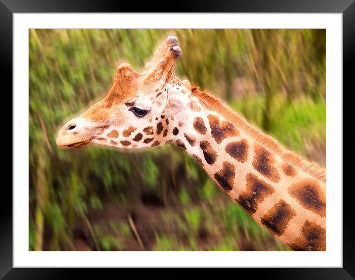 giraffe close up Framed Mounted Print by Robert Bennett