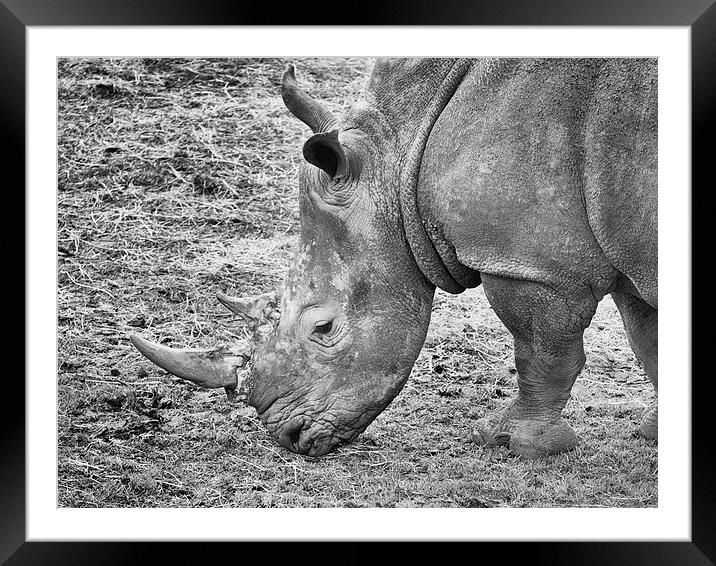 Rhino Framed Mounted Print by Robert Bennett