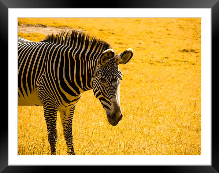 zebra Framed Mounted Print by Robert Bennett