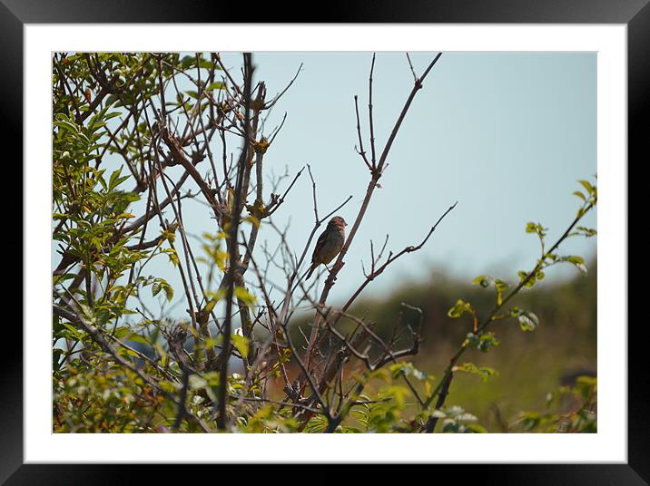 Perching bird Framed Mounted Print by Gemma Shipley