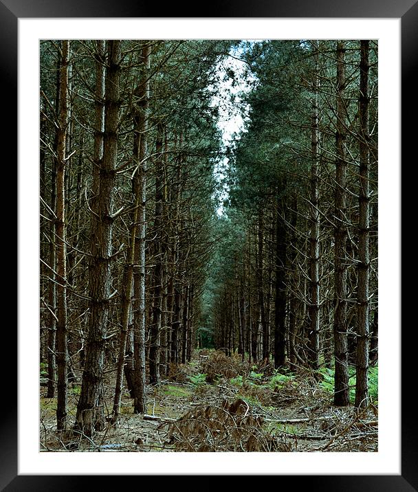 If you go down to the woods today Framed Mounted Print by Gemma Shipley