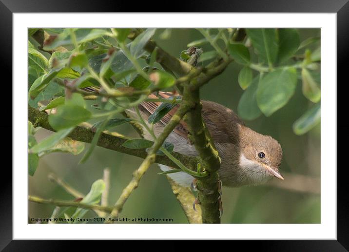 Whitethroat Framed Mounted Print by Wendy Cooper