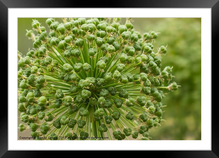 Allium Study Framed Mounted Print by Wendy Cooper