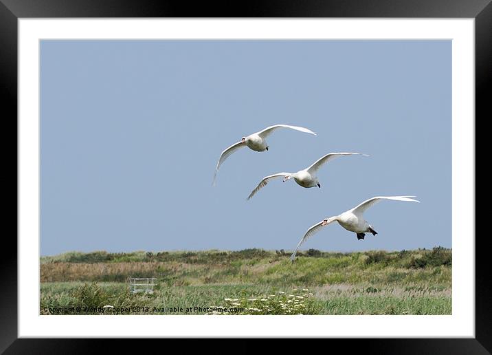 Swans : Arriving now! Framed Mounted Print by Wendy Cooper
