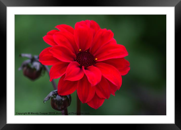 Scarlet Petals Framed Mounted Print by Wendy Cooper