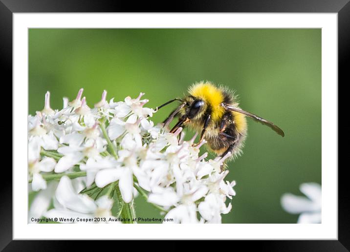 Busy Bee Framed Mounted Print by Wendy Cooper