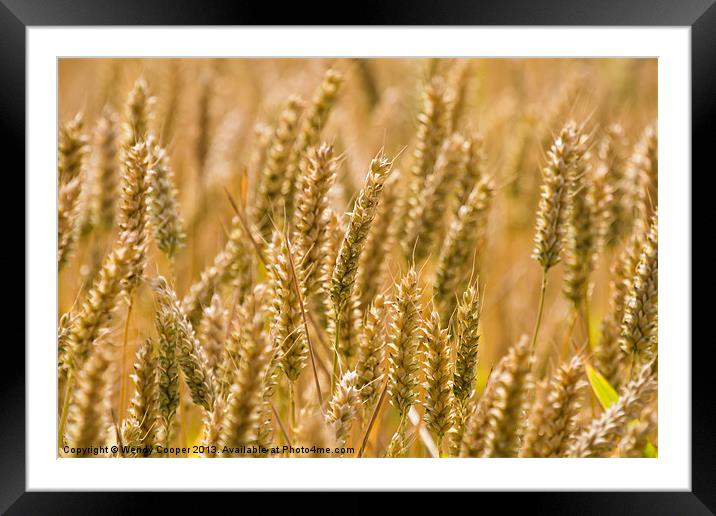 Golden Ears of Ripening Wheat Framed Mounted Print by Wendy Cooper
