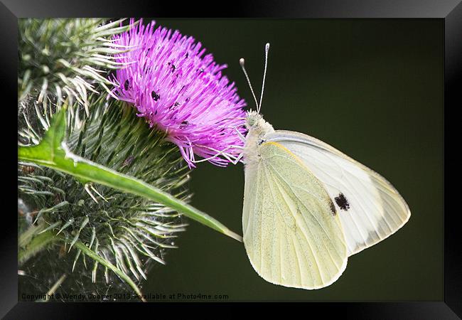 White Butterfly Feeding Framed Print by Wendy Cooper