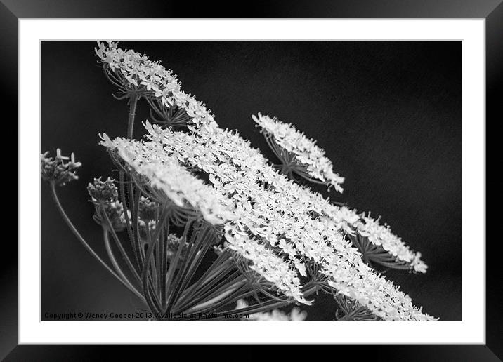 Cow Parsley, monochrome study Framed Mounted Print by Wendy Cooper