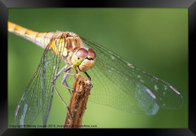 Dragonfly : Up close and personal Framed Print by Wendy Cooper