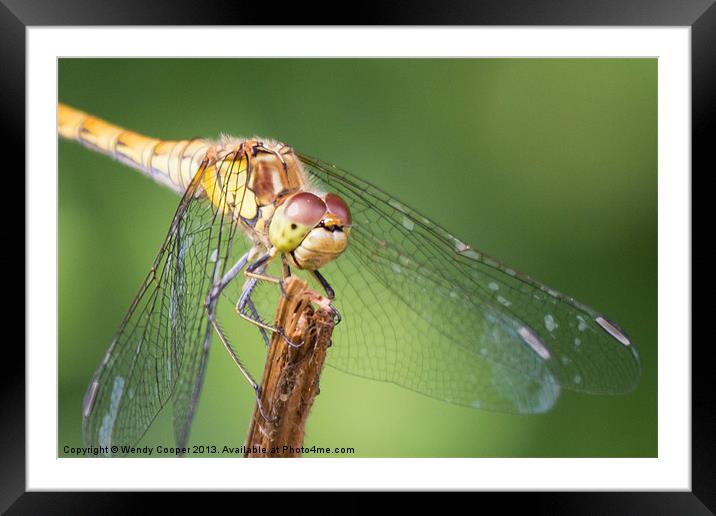 Dragonfly : Up close and personal Framed Mounted Print by Wendy Cooper
