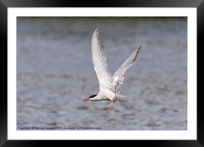 Tern Flight Framed Mounted Print by Wendy Cooper