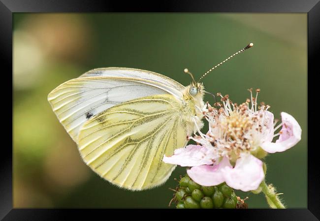 Green veined white butterfly on bramble Framed Print by Wendy Cooper