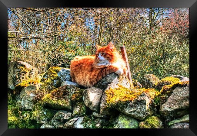 Cat On Wall Framed Print by Michael Braham
