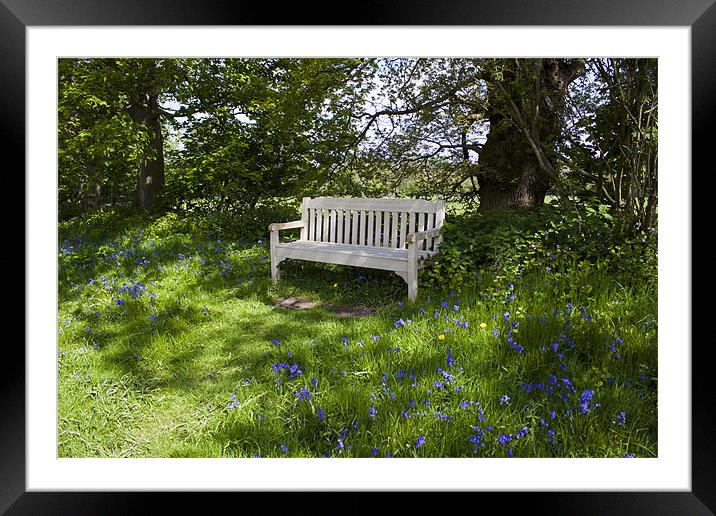 Bench in the woods Framed Mounted Print by David Skone