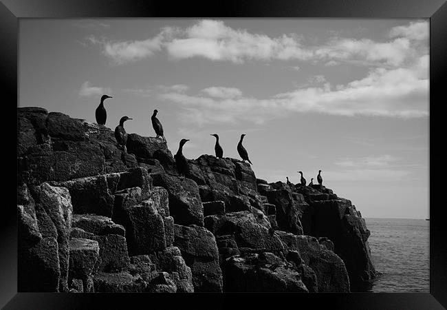 European Shag Farne Island Birds Framed Print by Jayne Elwell