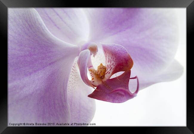 Lilac Orchid Framed Print by Aneta Borecka