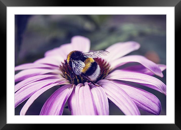 Bees Business Framed Mounted Print by Aneta Borecka