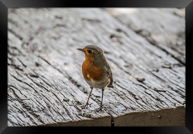 Robin Framed Print by Aneta Borecka