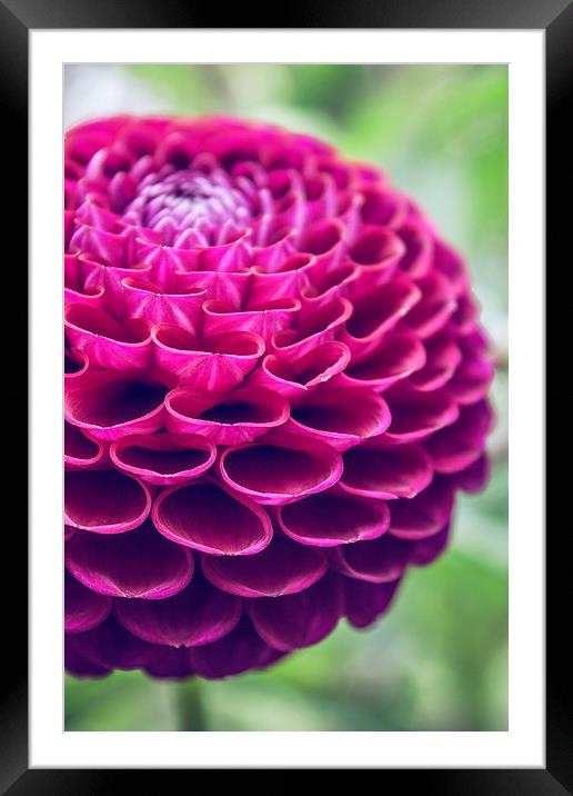 Dahlia in red Framed Mounted Print by Aneta Borecka