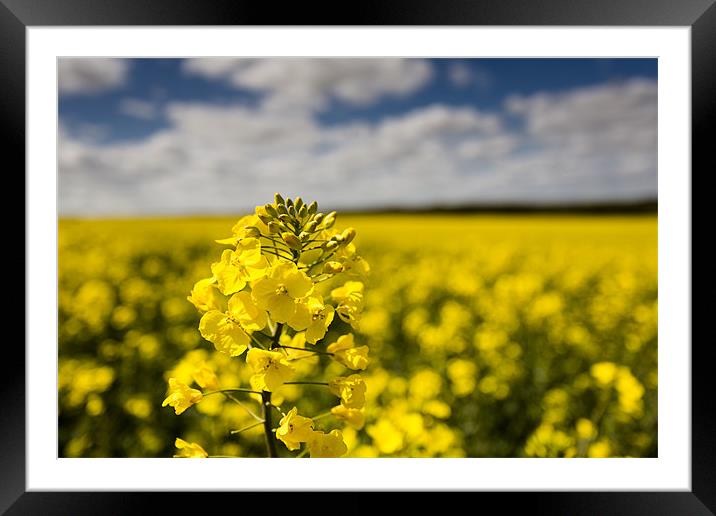 Rapeseed Framed Mounted Print by derrick smith