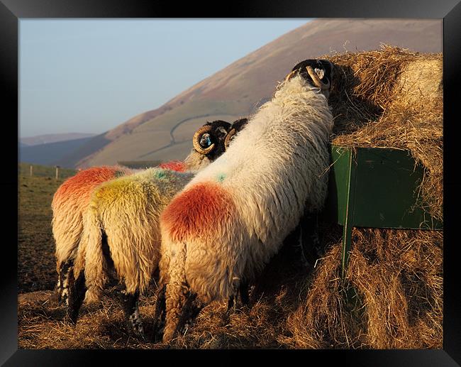 Sheep eating at sundown Framed Print by Craig Roper