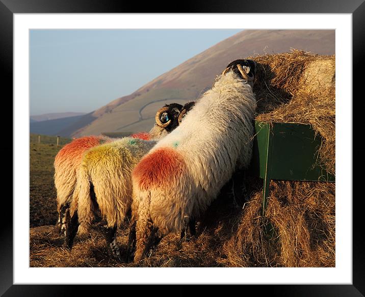 Sheep eating at sundown Framed Mounted Print by Craig Roper