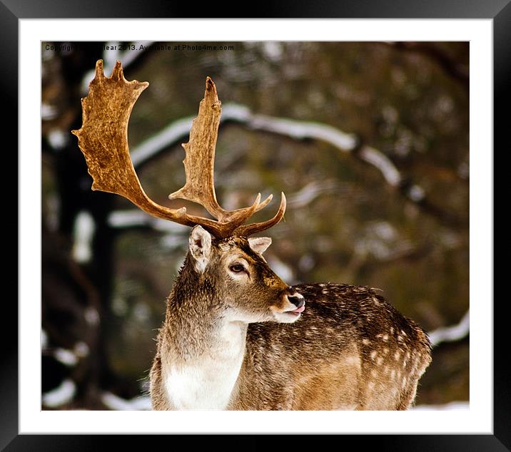 Tasting the air Framed Mounted Print by Ian Flear