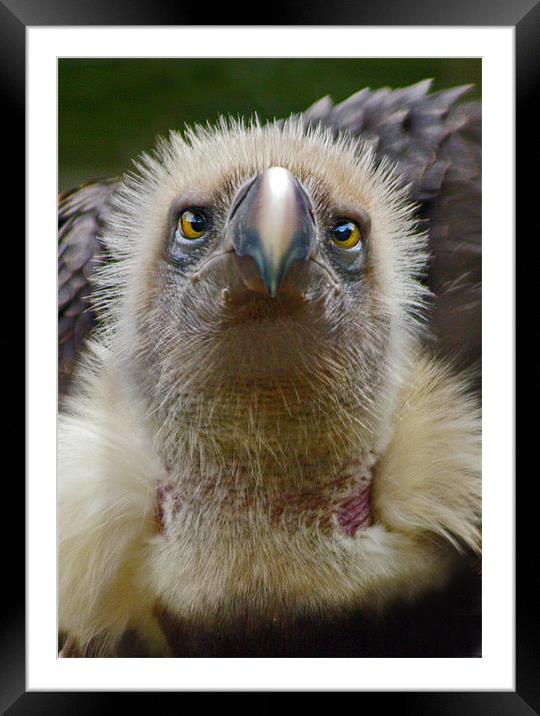 Ruppells Griffon Vulture (Gyps rueppellii) Framed Mounted Print by Ian Flear