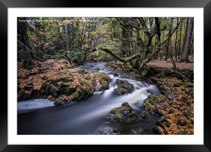 Tollymore Forest Framed Mounted Print by Peter Lennon