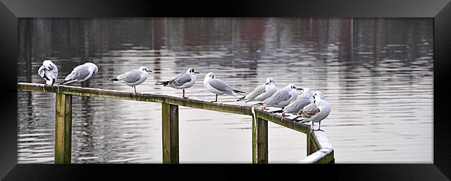 Gulls Morning Meeting Framed Print by Peter Lennon