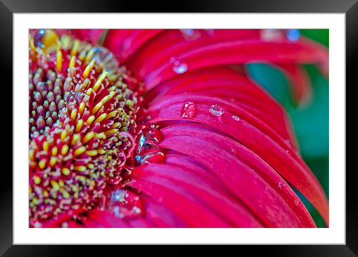 Gerbera in close Framed Mounted Print by Peter Lennon