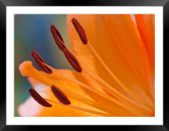 The Peach Lily Framed Mounted Print by Peter Lennon