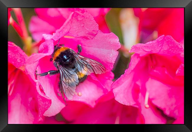 Busy Wee Bee... Framed Print by Peter Lennon