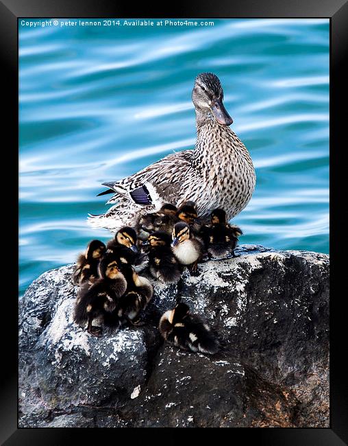  Maternal Duck Framed Print by Peter Lennon