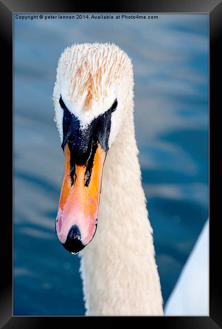  Look At Me Framed Print by Peter Lennon