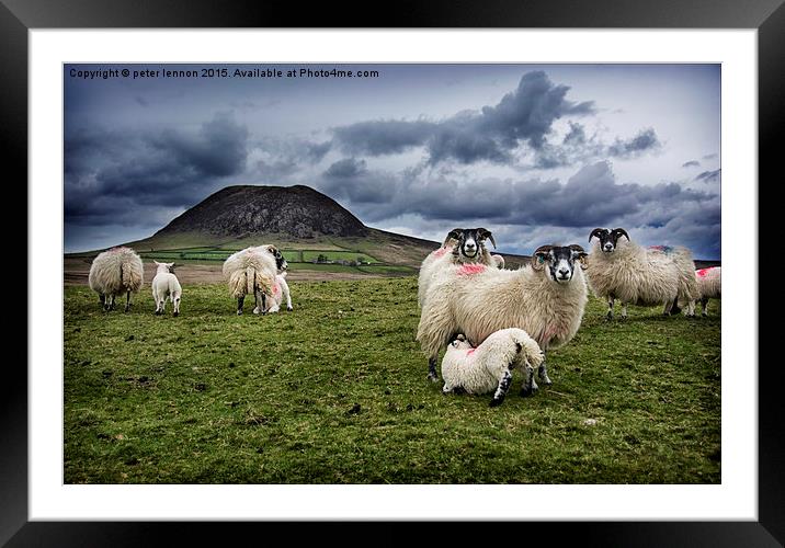  Slemish Sheep Framed Mounted Print by Peter Lennon