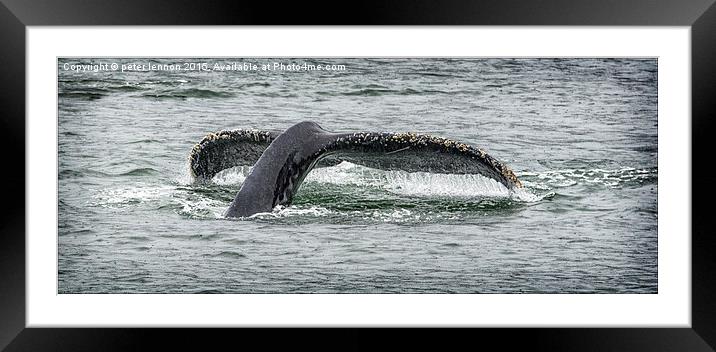  A Whale Of A Tail  Framed Mounted Print by Peter Lennon