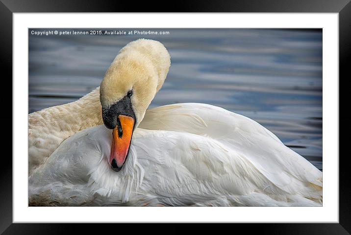 Preening Time Framed Mounted Print by Peter Lennon