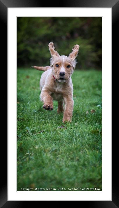 THOSE EARS.. Framed Mounted Print by Peter Lennon