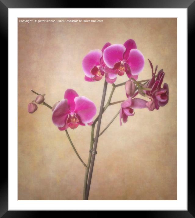 The Orchid Framed Mounted Print by Peter Lennon