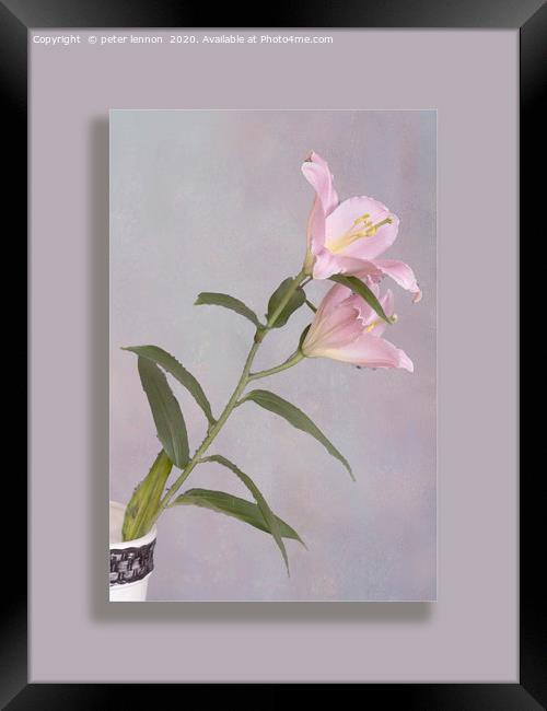 The Lily Framed Print by Peter Lennon