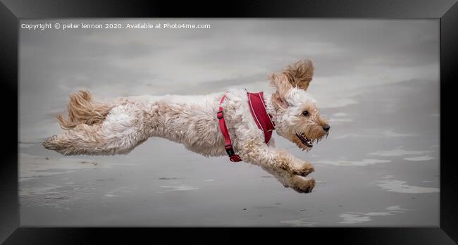 The Flying Cockapoo Framed Print by Peter Lennon