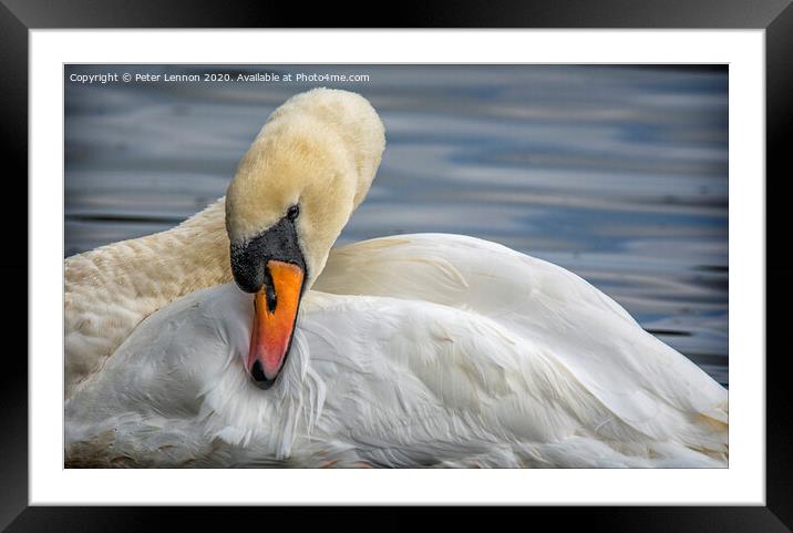 The Ugly Duckling Framed Mounted Print by Peter Lennon